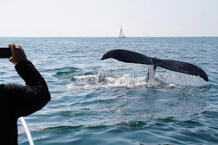 Supreme 2hr Whale/Dolphin Watching Newport Beach, 6 person max