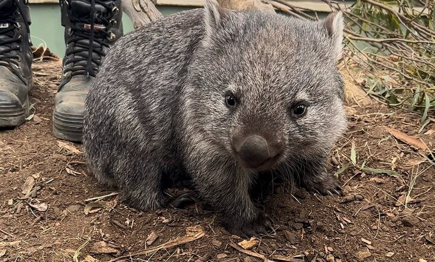 Image 3: Explore Wildlife and Richmond Heritage Tour