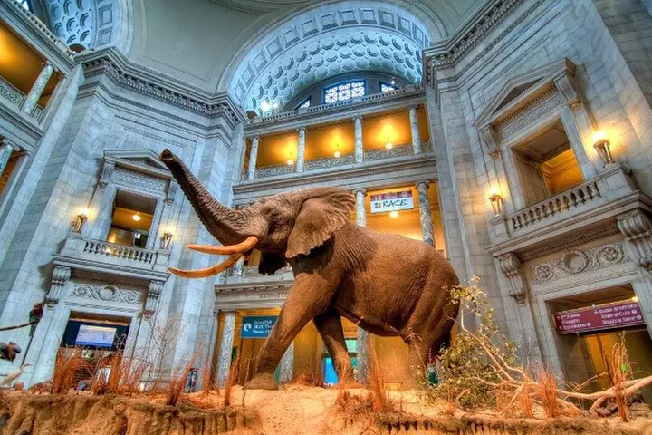American and Natural History in One Day