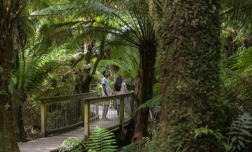 Image 7: Great Ocean Road and Twelve Apostles Private Tour