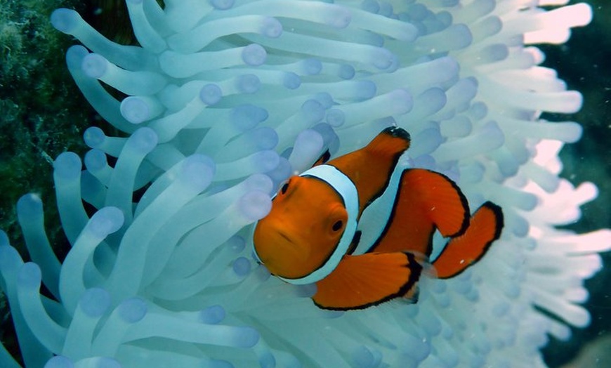 Image 3: Seastar Luxury Outer Great Barrier Reef Island and Reef Tour