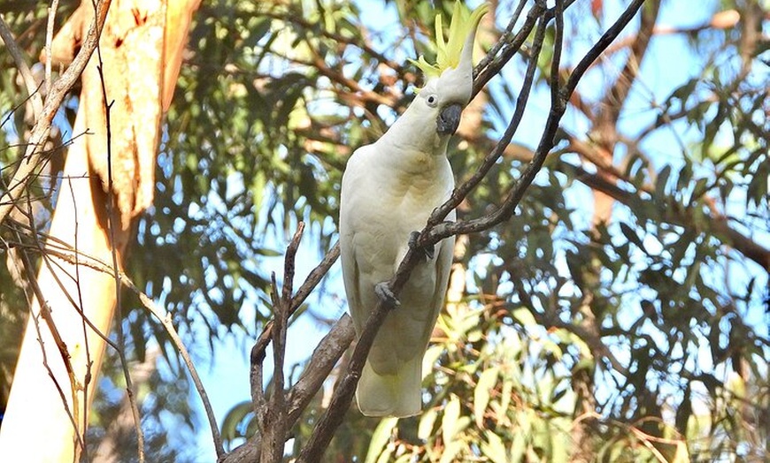 Image 10: Sydney Guided Wildlife Walk Explore Birds and Nature