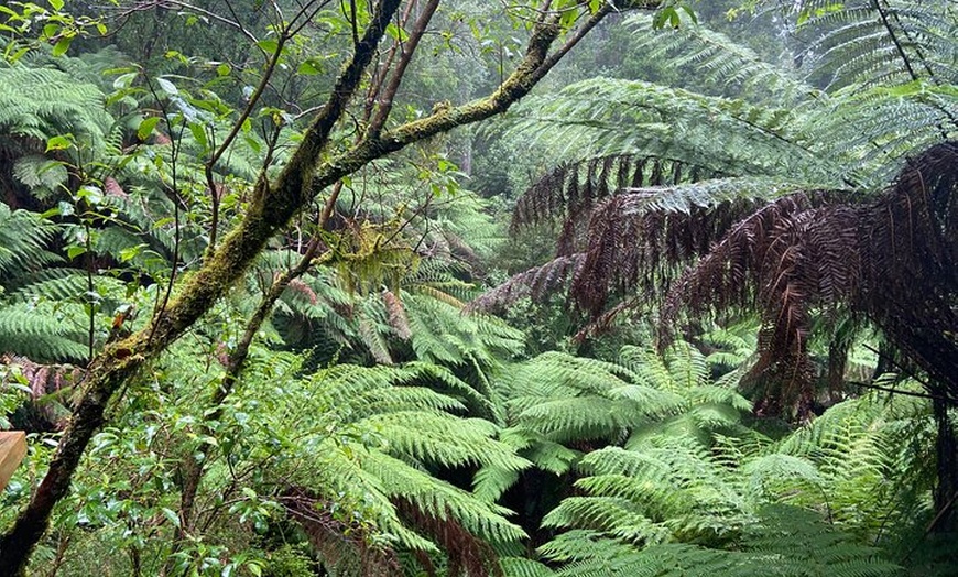 Image 4: Experience Ocean Road Tour in Italian Language