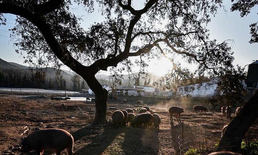 Image 13: Desde Sevilla: excursión privada de un día a la granja de cerdos y ...