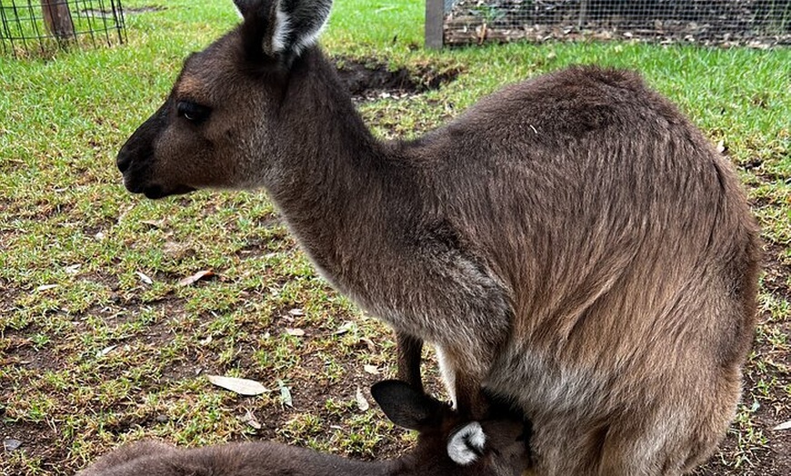 Image 19: Blue Mountains Day Trip + Sydney Zoo +Three Sisters + Waterfalls