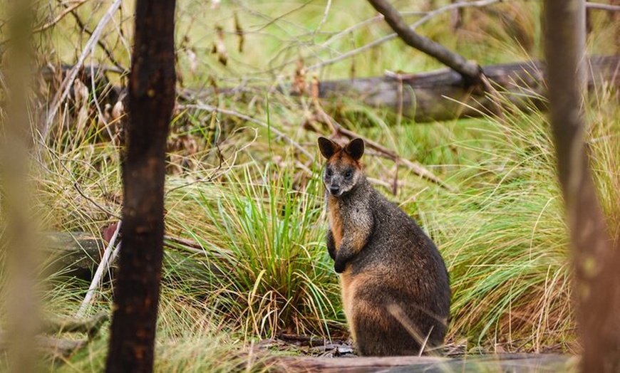Image 6: Sydney: Ku-ring-gai Chase National Park with Hike, Swim, Picnic