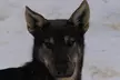 Dog Sledding and Mushing with 4X Iditarod Champ - Second Medium