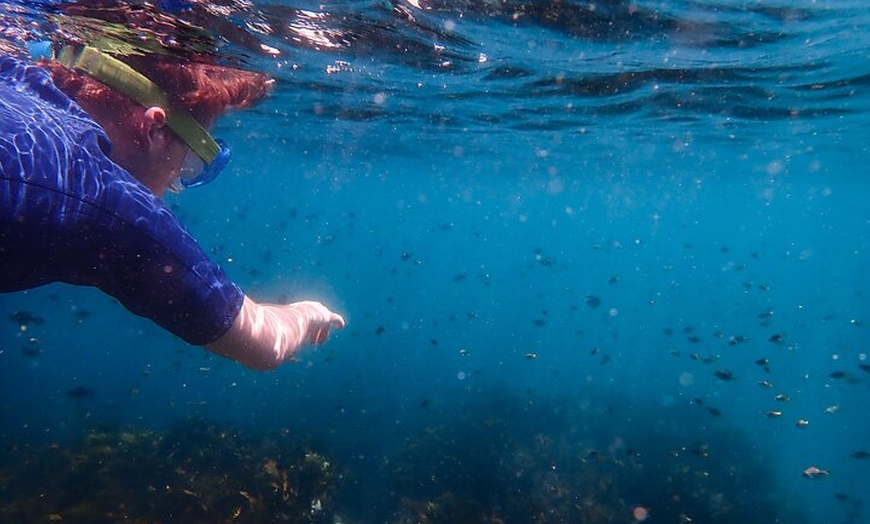 Image 9: Snorkeling Adventure for Kids with Private Guide In Sydney