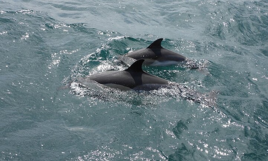 Image 5: Excursión de avistamiento de delfines en Gibraltar desde Jerez