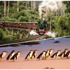 Image 2: Puffing Billy and Penguin Parade Day Tour From Melbourne