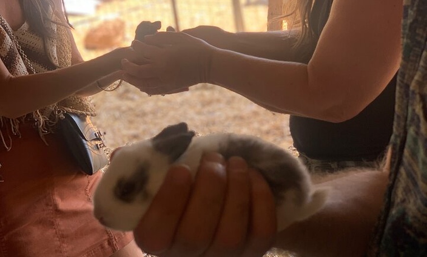 Image 6: Molino de aceite de Córdoba, vino, pasión