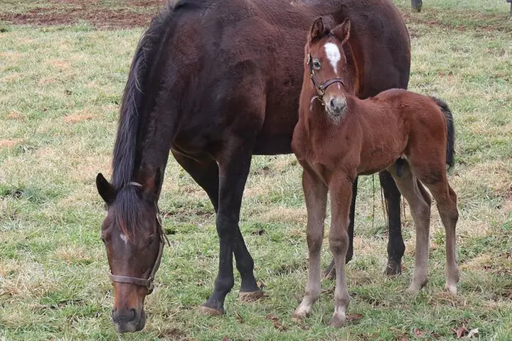 Half-Day Thoroughbred Horse Farm Tour in Kentucky