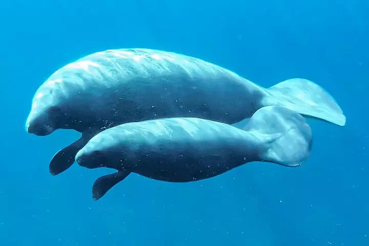 Silver Springs Manatee & Monkeys Paddle Board Tour