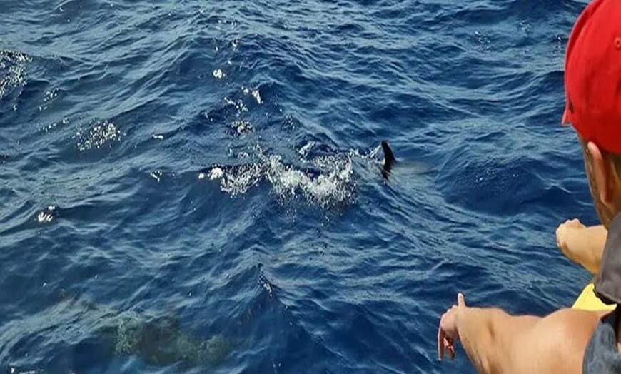 Image 6: Safari marino Delfines en su hábitat natural