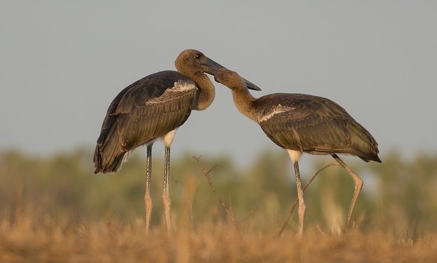 Image 7: Corroboree Billabong Wetland Cruises - 1.5 hour Morning cruise