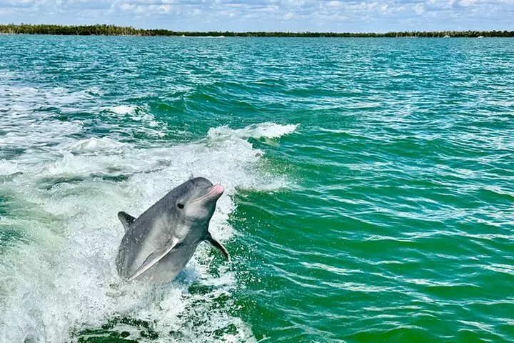 Dolphin and Shelling Cruise for up to 12 people