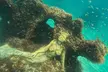 Hollywood, FL: Snorkel, Kayak & Paddleboard W/ Reefs & Sculptures - Second Medium