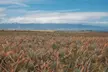 Maui Pineapple Planting Experience - Second Medium