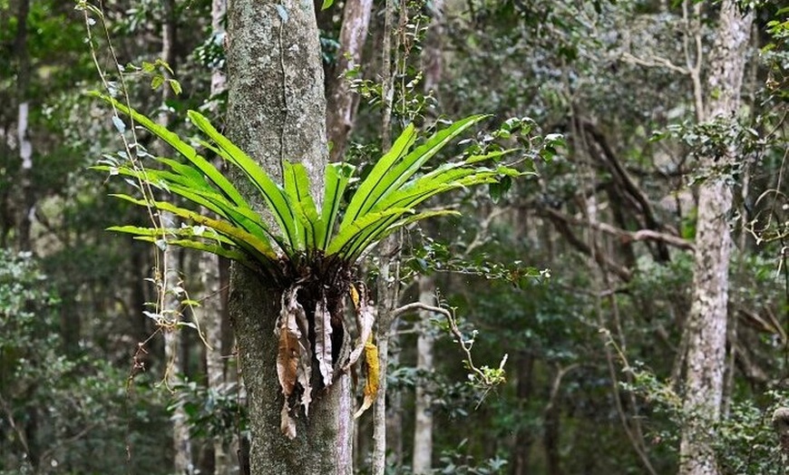 Image 2: Sea Acres National Park: Aboriginal cultural tour