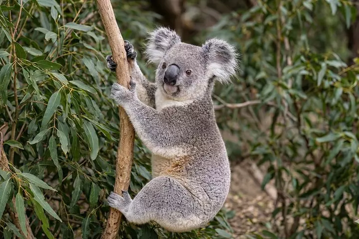 Luxury 6 Hours Private Brisbane Tour See the City Top Highlights - Primary Image