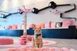 Cat Café Maui Experience – Relax with Rescue Cats - Second Medium