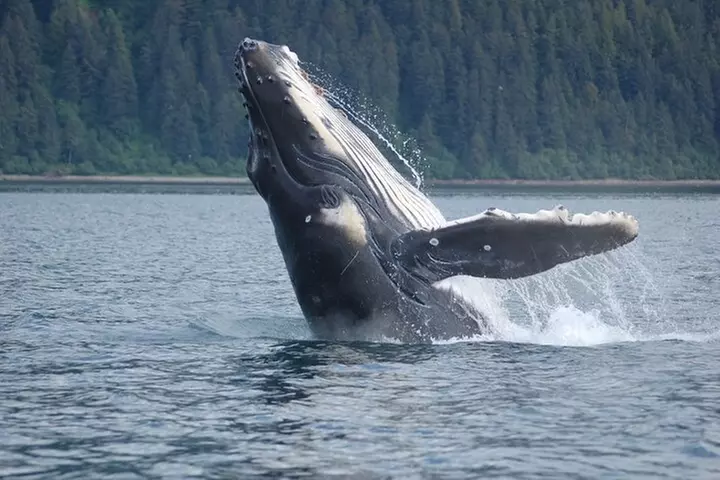 Hoonah Whale-Watching Cruise