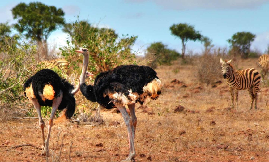 Image 7: ✈ KENYA | Mombasa - Entre safari et détente balnéaire au Kenya 4* -...