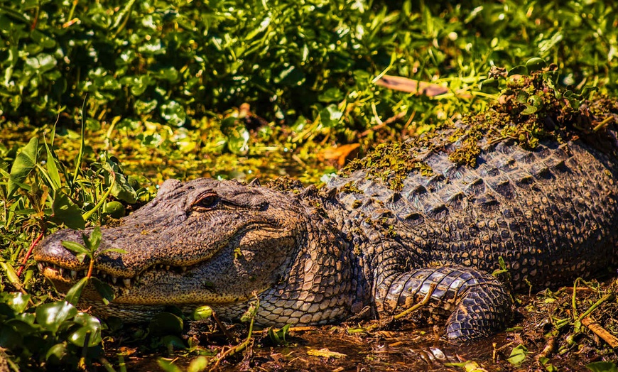 Image 15: ✈ UNITED STATES | New Orleans - Explore Louisiana by car 3* - Self-...