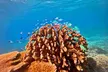 Great Barrier Reef Small Group Snorkelling Adventure - Image 2