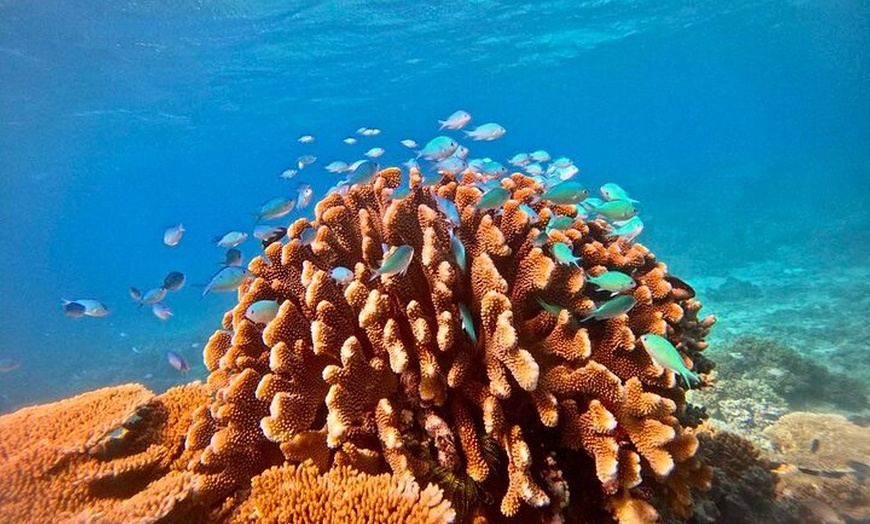 Image 2: Great Barrier Reef Small Group Snorkelling Adventure