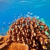 Image 2: Great Barrier Reef Small Group Snorkelling Adventure