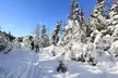 Algonquin Dogsled, Ski and Snowshoe Adventure - Second Medium