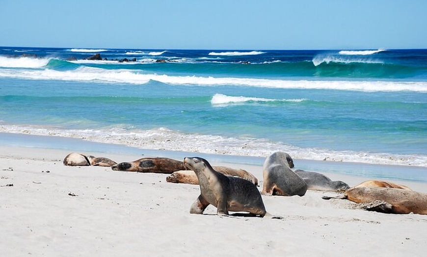Image 2: Cruise Ship Flinders Chase Tour