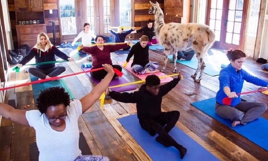 Image 7: Llama Yoga