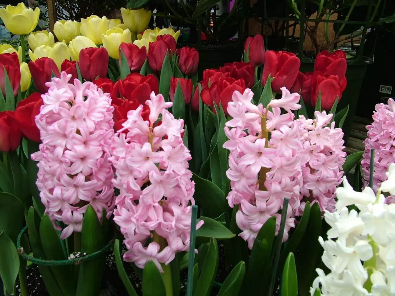 $40 For $80 Toward Your Choice Of Plants & Supplies - Second Medium