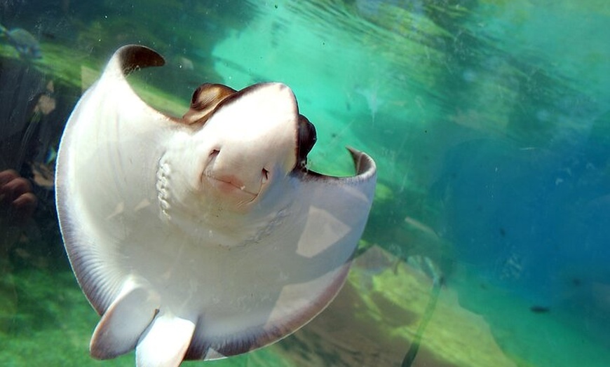 Image 12: Acuario de Palma con autobús de vuelta desde Port Alcudia