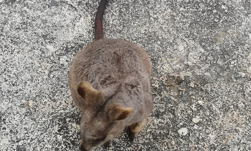 Image 5: Kuranda Express: Skyrail & Railway Self-Guided Tour w/ Transfers