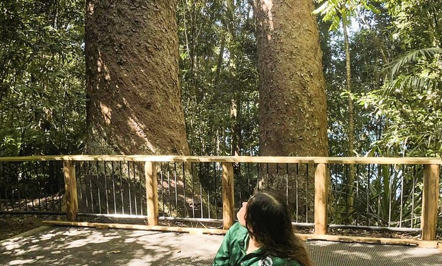 Image 3: Half Day Aboriginal Tour with Cathedral Fig and Lake Barrine