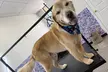 $40 For $80 Towards Pet Grooming Services - Second Medium