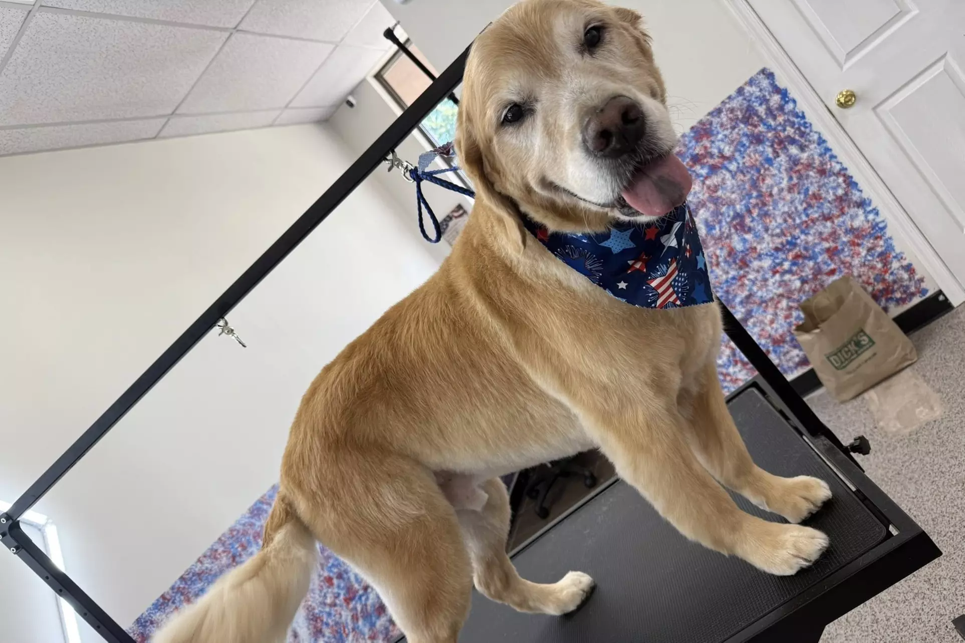 $40 For $80 Towards Pet Grooming Services