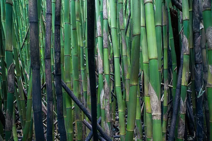 Maui: Road to Hana Adventure with Farm to Table Lunch