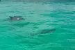 Private Crab Island Charter with Bote Paddleboards - Second Medium