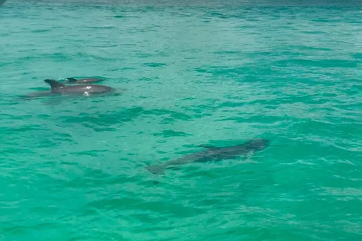 Private Crab Island Charter with Bote Paddleboards