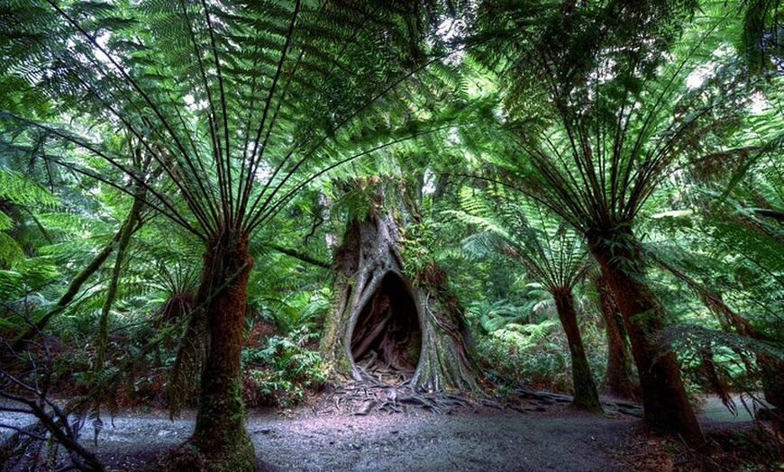 Image 6: Great Ocean Road and Twelve Apostles Private Tour