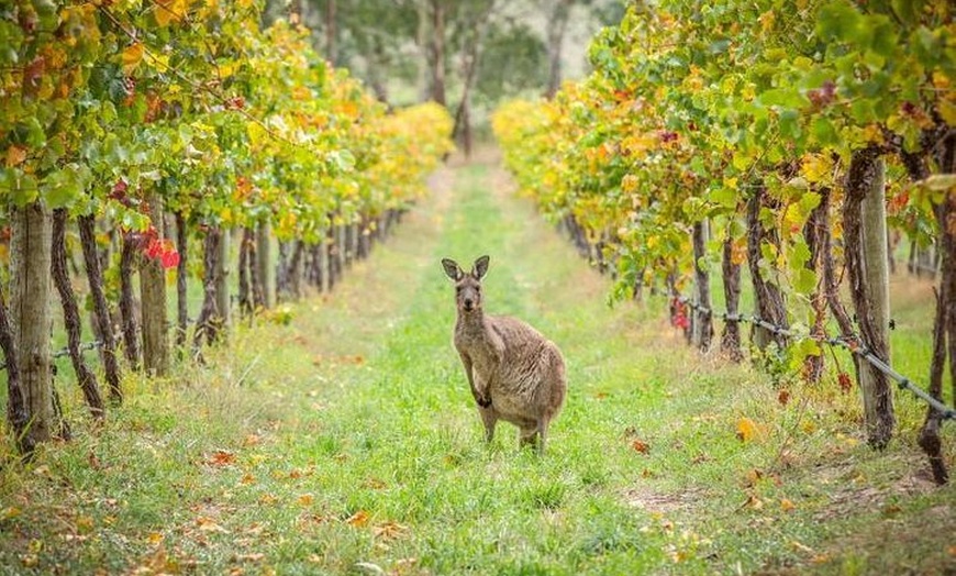 Image 16: Laid back,Small-Group Yarra Valley Wine Tour: Wine, Gin and Cider