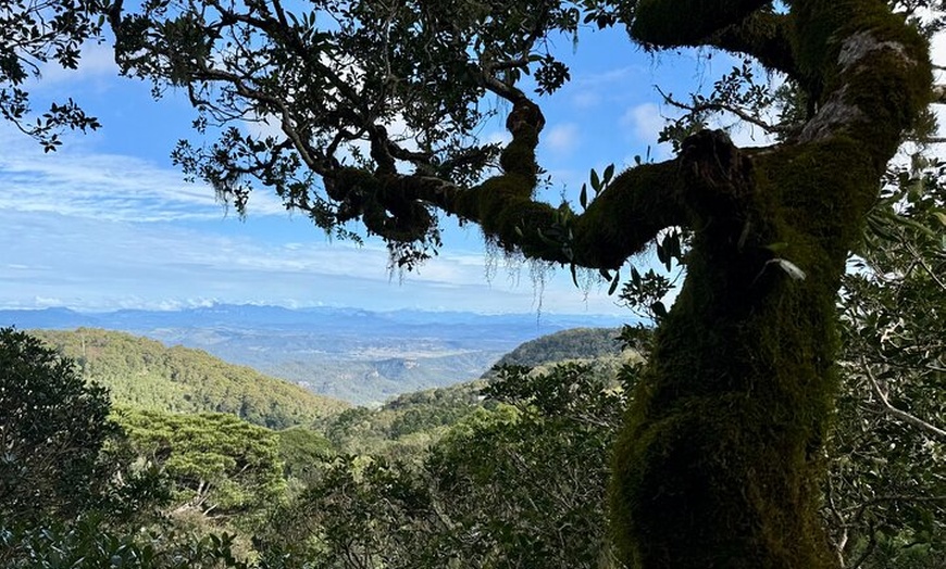 Image 9: Lamington Day Tour O'Reilly's Treetop, Wildlife and Wine Tasting
