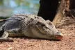 Kakadu Wildlife Escape Fogg Dam or Crocodile Cruise from Darwin - Image 6