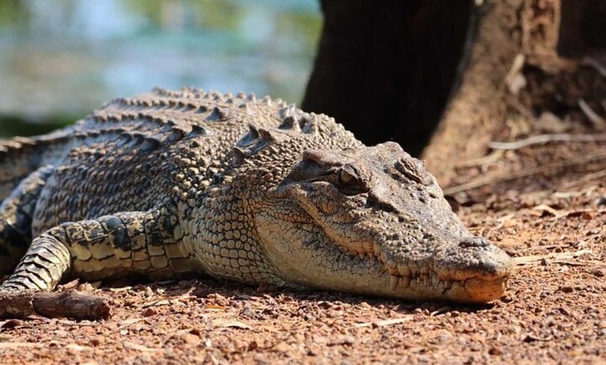 Image 6: Kakadu Wildlife Escape Fogg Dam or Crocodile Cruise from Darwin