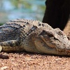 Image 6: Kakadu Wildlife Escape Fogg Dam or Crocodile Cruise from Darwin
