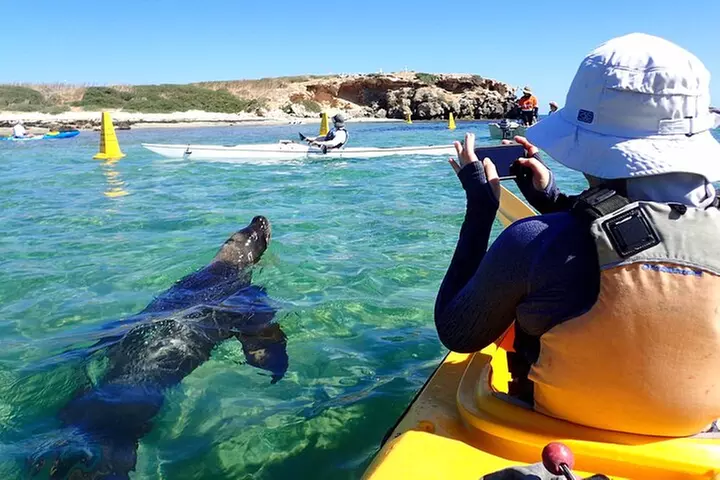 Penguin and Seal Islands Sea Kayaking Experience - Primary Image